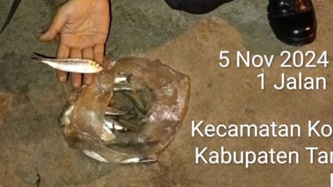 Ikan yang Loncat ke Pantai Kota Agung Tanggamus