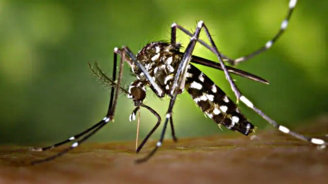 Nyamuk Malaria Ilustrasi Credit: pexels.com/pixabay