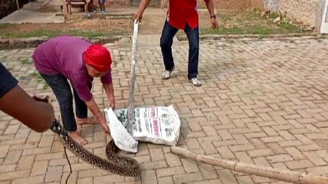 Aksi berani Nenek tangkap Ular Sanca 4 meter di Jatimulyo.