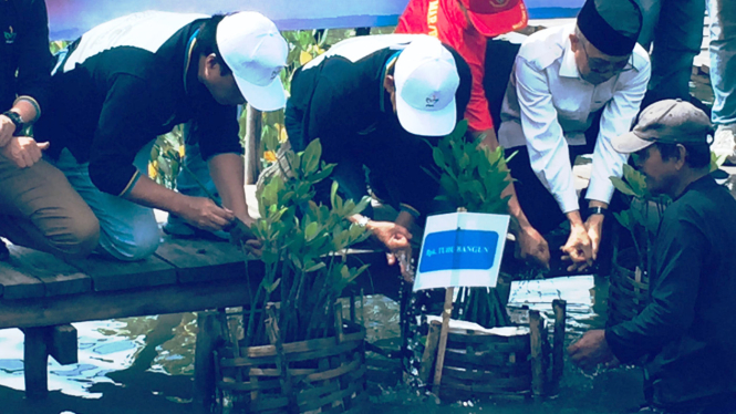 Penanaman Mangrove di Pesawaran