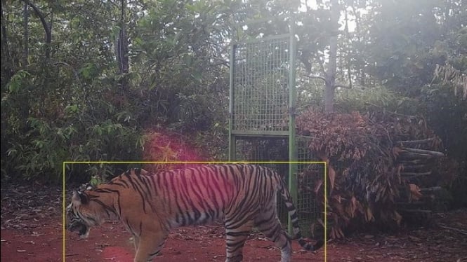 Tangkap Layar Harimau Sumatera terangkap kamera trap.