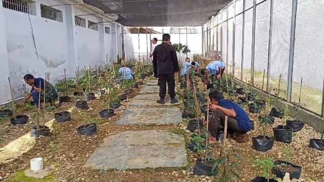 Napi Rutan Kotabumi bercocok tanam.