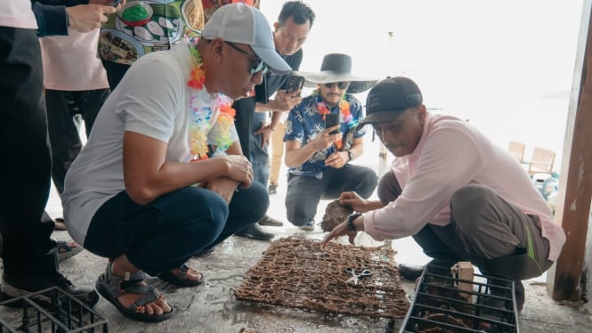 Rahmat Mirza Hadiri Panen Mutiara di Penangkaran The Hurun