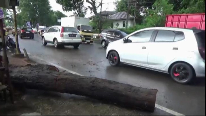 Pohon tumbang akibat angin kencang dan hujan deras.