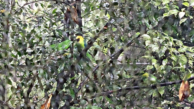 Salah satu burung di Tahura