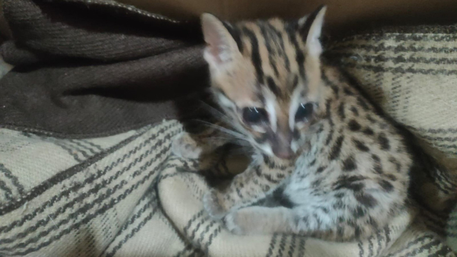 Kucing hutan tanpa dokumen disita petugas Karantina Lampung.