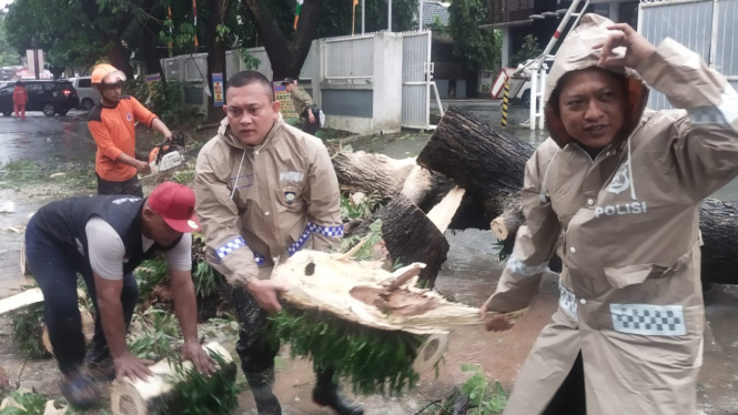 Polisi dan BPBD evakuasi pohon tumbang.