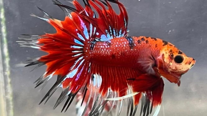 Ikan Cupang Crowntail.