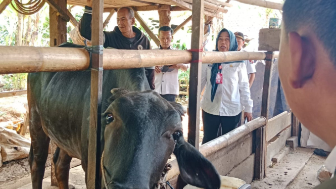 Petugas periksa kondisi sapi.