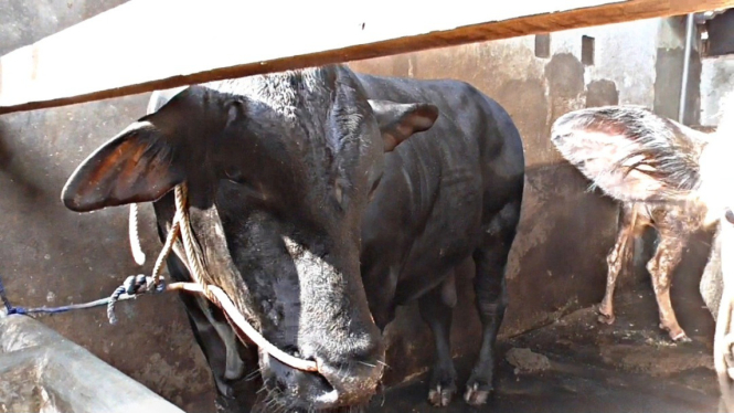 Gerandong Sapi Prabowo Subianto untuk Bandar Lampung