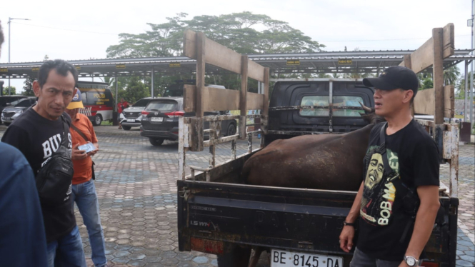 Polisi temukan sapi curian yang dibawa kabur kawanan pencuri.