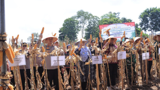 Kapolres Pringsewu AKBP. M. Yunus Saputra Panen Jagung