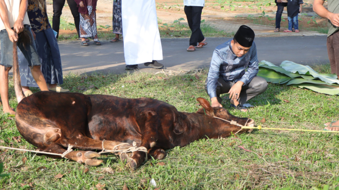 Polres Pesawaran sembelih 9 hewan kurban untuk masyarakat,