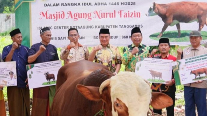 Bupati Tanggamus serahkan sapi kurban Presiden Prabowo.
