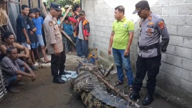 Buaya Muara sepanjang 4,5 Meter berhasil ditangkap.
