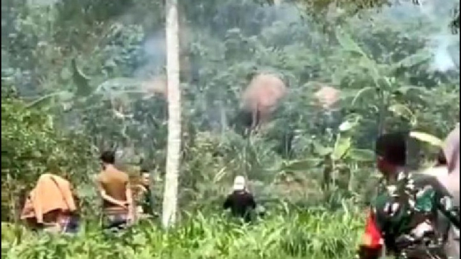 Kawanan gajah di Way Kambas, Lampung Timur diusir dengan petasan.