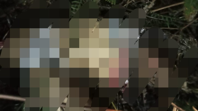 Warga tewas diserang hewan buas Harimau di kawasan TNBBS.
