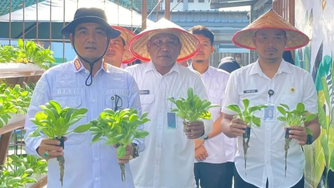 Panen Pakcoy Hidroponik di Lapas Kalianda, Lampung Selatan.