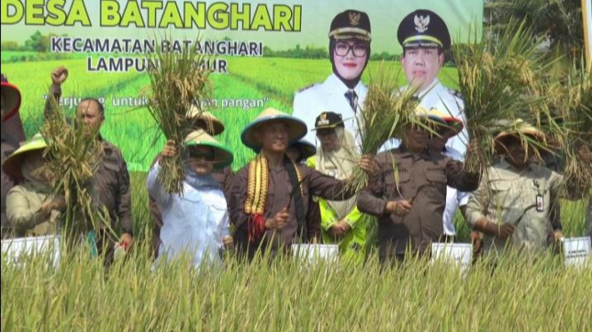 Kejati Lampung panen gabah lewat program petani mitra adhyaksa.