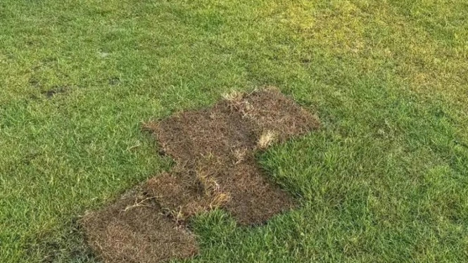 Kondisi rumput Stadion Pahoman Bandar Lampung.