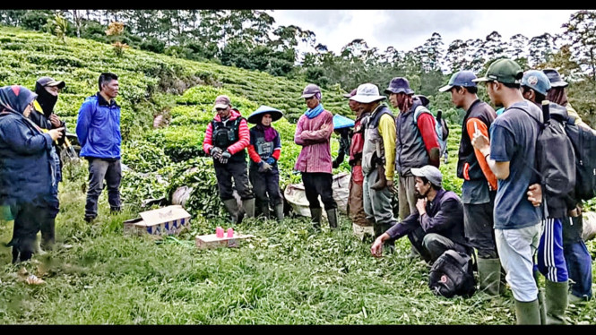 Para pemetik dan pekerja kebun teh