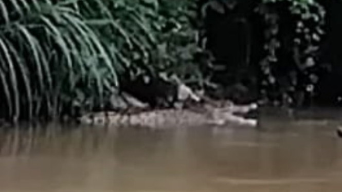 Penampakan buaya putih di aliran sungai Way Sekampung.