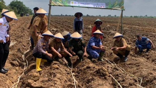 Program nasional penanaman Tebu 2025.