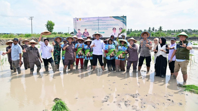 Pemkab Lampung Selatan dan Kejati Lampung inovasi padi biosalin.