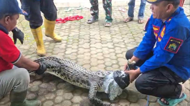 Damkar Lampung Selatan evakuasi buaya peliharaan di Natar.