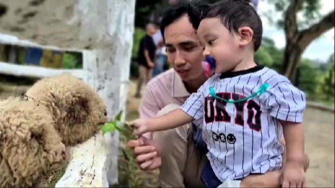 Domba Soundhip, satwa baru di Taman Wisata Lembah Hijau.