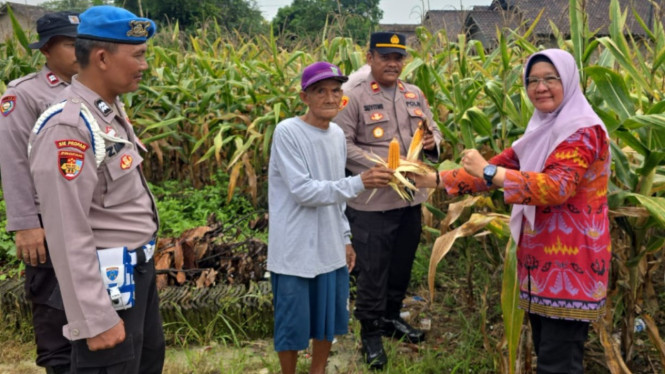 Panen Raya Jagung Kuartal I 2026 di Kecamatan Palas, Lamsel.