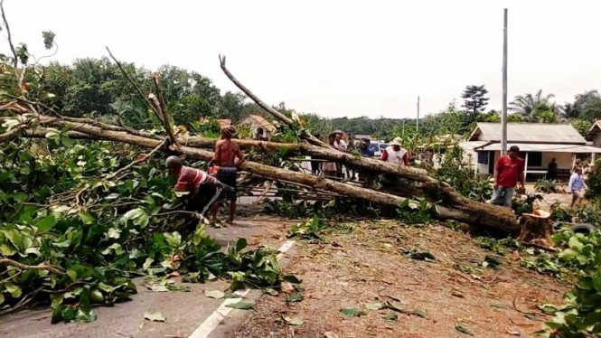 Angin kencang tumbangkan pohon di Kabupaten Tulang Bawang.