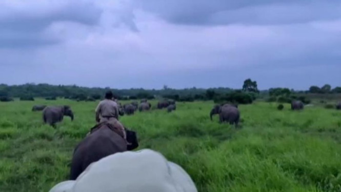 Petugas TNWK mengusir gajah liar dengan menggunakan gajah jinak.