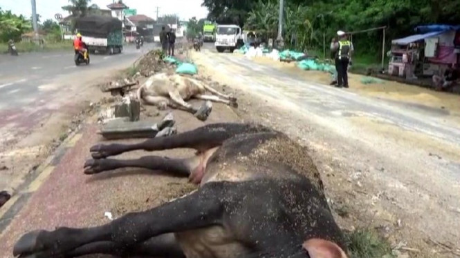 Truk bermuatan sapi mengalami kecelakaan beruntun di Bakauheni.
