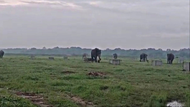Gajah di Taman Nasional Way Kambas