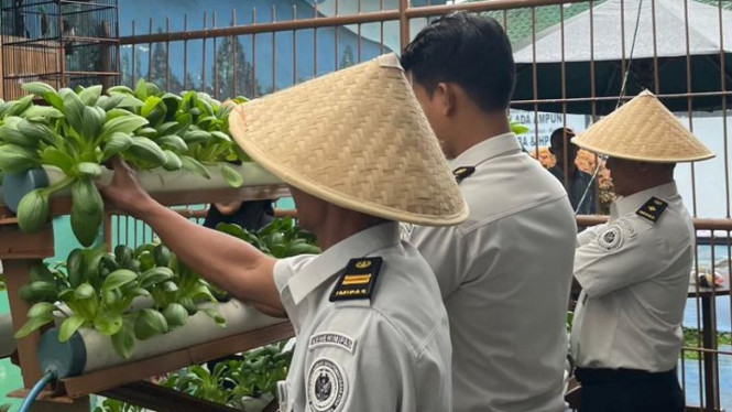 WBP Lapas Kalianda panen pokcoy.