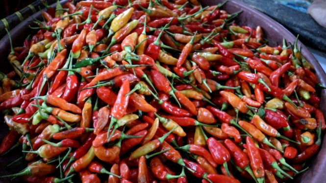 Cabai rawit merah