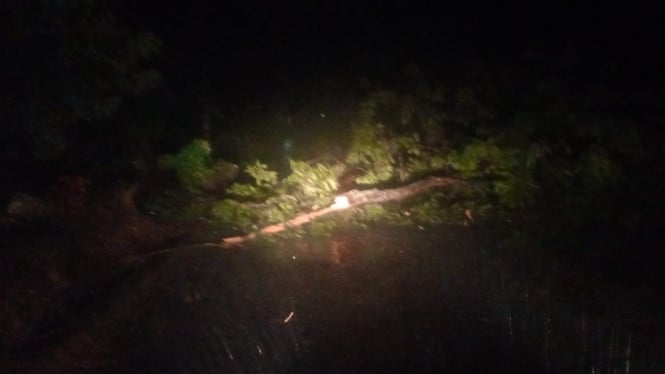 Pohon tumbang akibat cuaca ekstrem di Penengahan, Lampung Selatan.