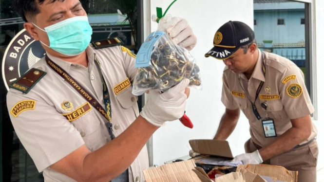 Karantina Lampung gagalkan peredaran 10.142 benih sawit palsu.