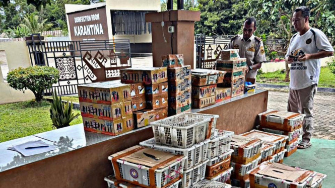 Barang bukti burung dalam boks