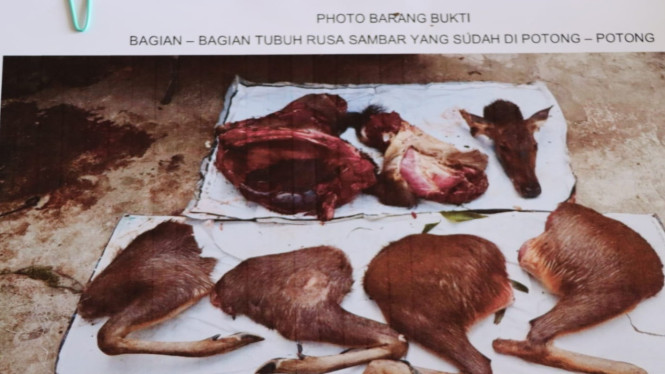 Potongan tubuh Rusa Sambar diamankan Polres Tanggamus