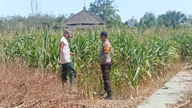 Dukung swasembada, Polsek Menggala gerakkan program pemanfaatan lahan tidur untuk Palawija.