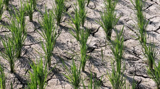 Sawah kekeringan di Pekon Pandansurat Pringsewu