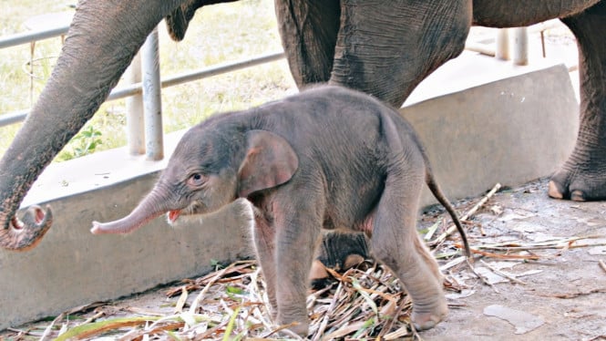 Bayi gajah yang lahir di Lembah Hijau