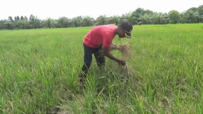 Puluhan hektare sawah di Rawa Pitu Tulang Bawang terancam gagal panen akibat kekeringan dan serangan hama.