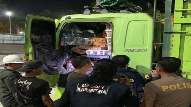 Ribuan Burung Liar Diselundupkan Bersama Sapi, Petugas Gabungan Amankan Truk di Pelabuhan Bakauheni