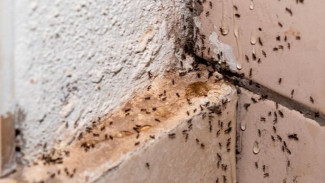 Begini 5 Cara Mengusir Sarang Semut di Rumah dalam Waktu Singkat, Dijamin Ampuh
