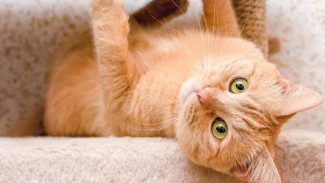 Rahasia Kucing Sehat dan Bahagia, Nomor 5 Jarang Diketahui Pemilik Baru!