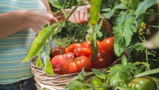 Rahasia Menanam Tomat di Pot agar Panen Melimpah dan Buah Lebat