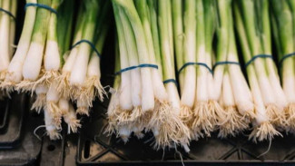 8 Cara Menanam Daun Bawang dari Sisa Dapur, Mudah dan Cepat Panen